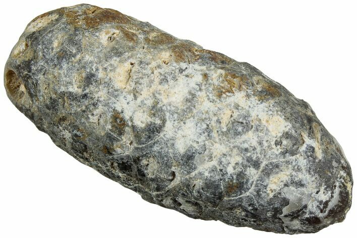 Fossil Cycadophyte Seed Cone - Boujdour, Morocco #234111